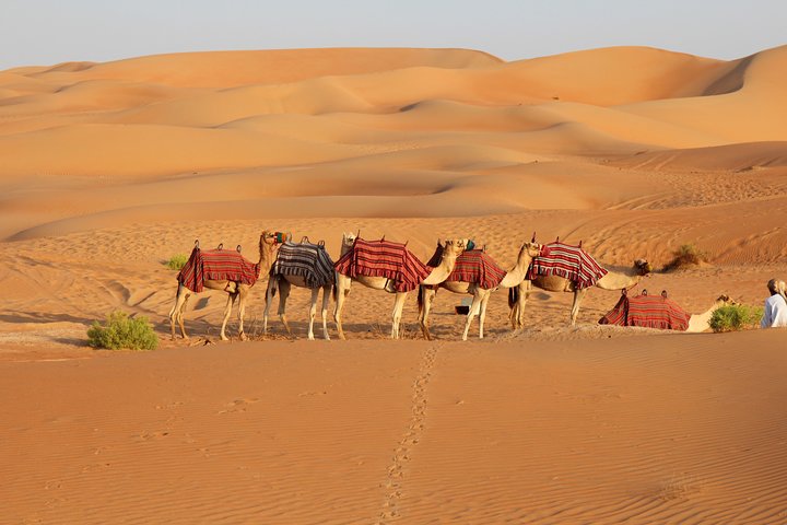 Royal Rajasthan Tours in India with Camel Safari Tours in India